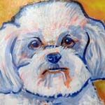 Bichon Frise